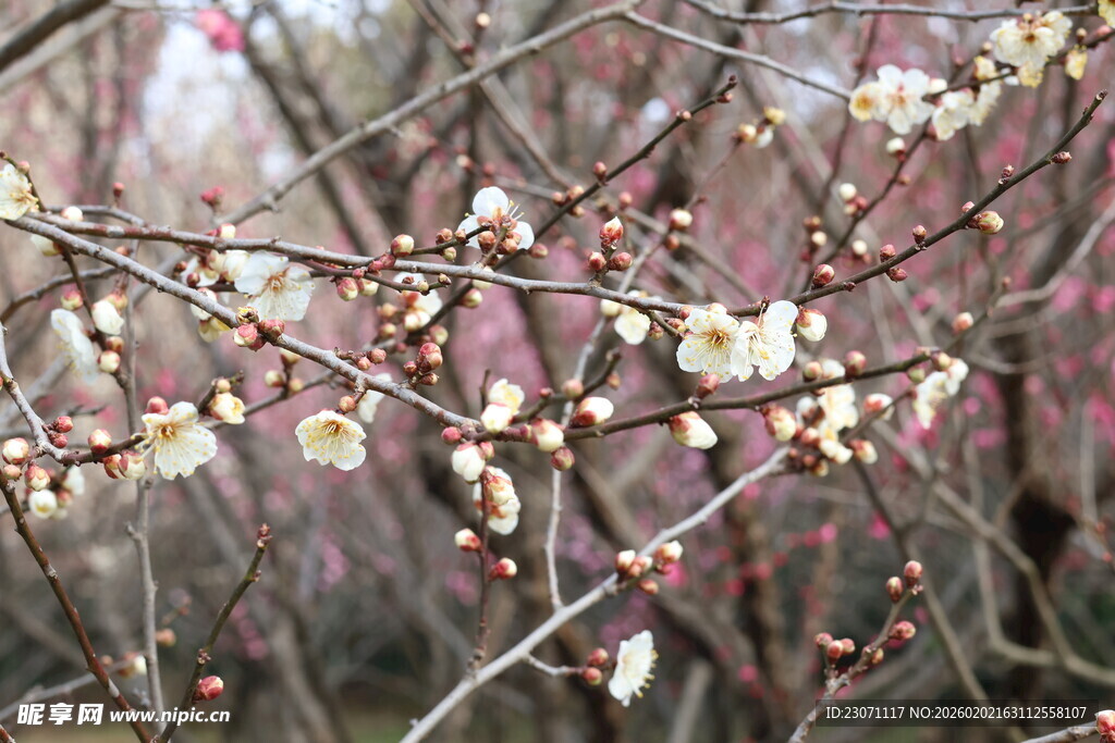 白梅花