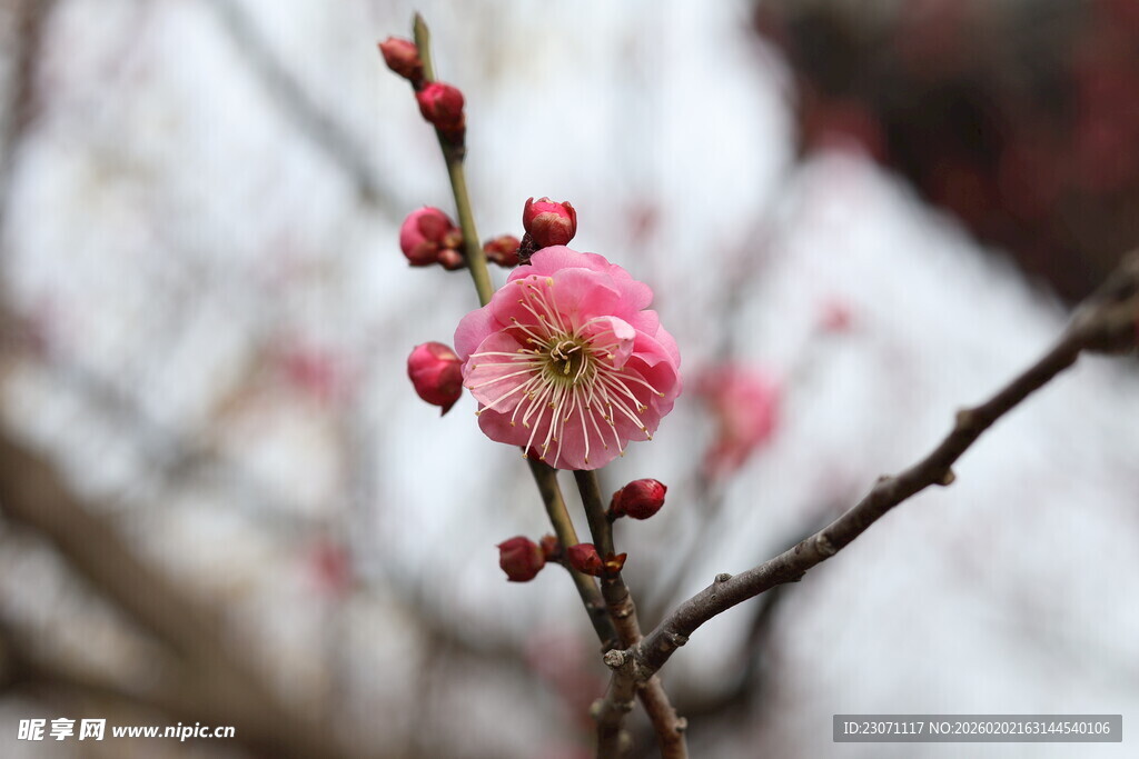 枝头绽放的粉嫩梅花