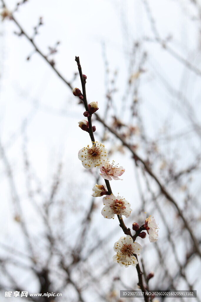 枝头绽放的素雅白梅花