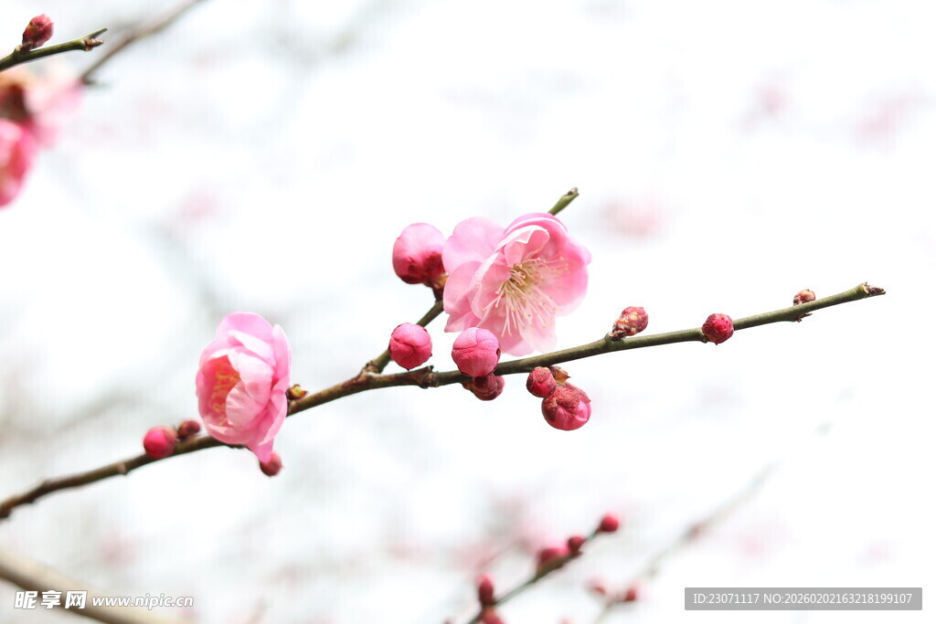 枝头绽放的粉嫩梅花