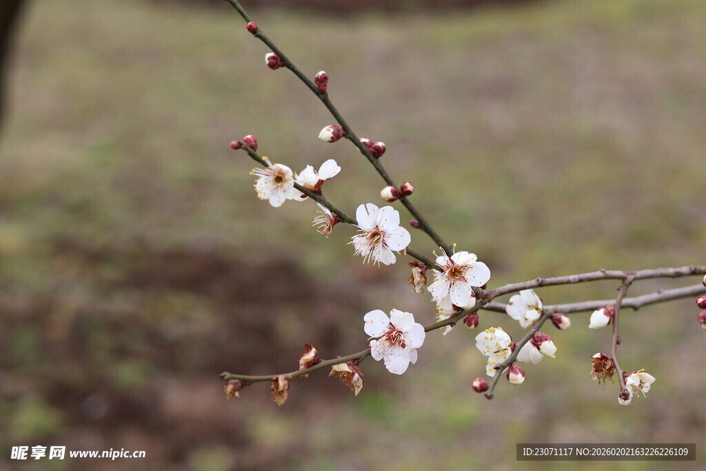 梅花