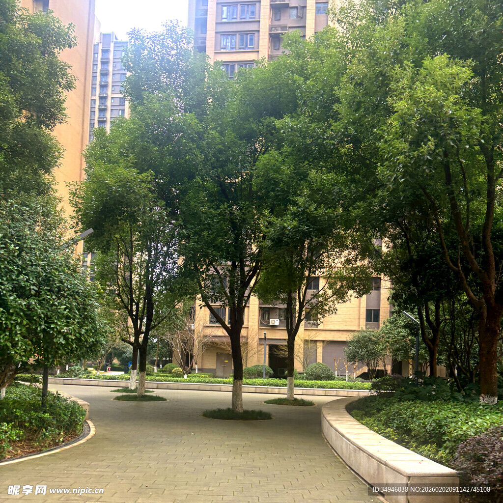 小区内绿树成荫的道路