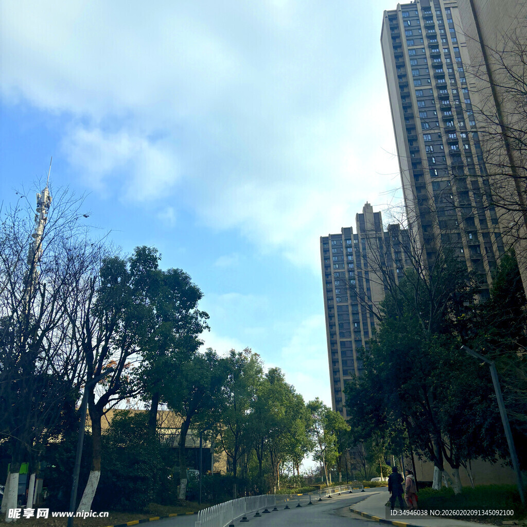 城市高楼旁的林荫道路