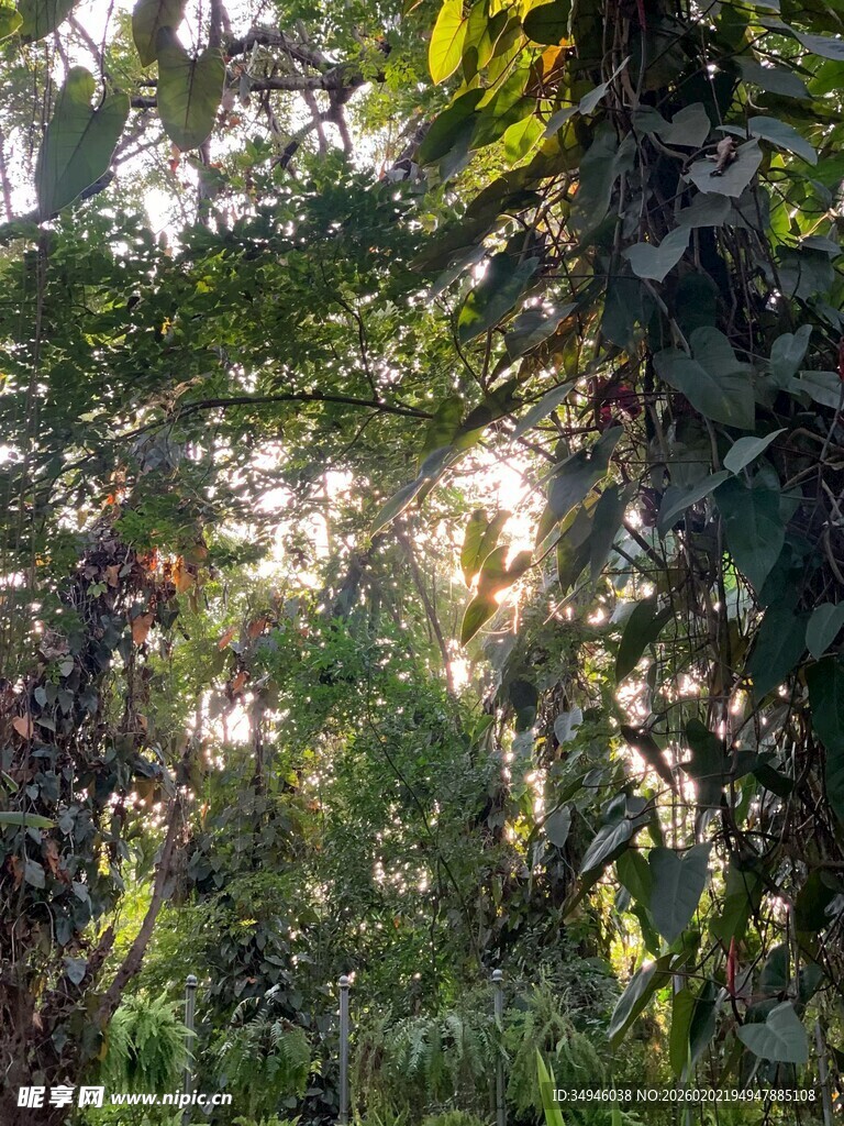 阳光洒落的茂密绿色丛林