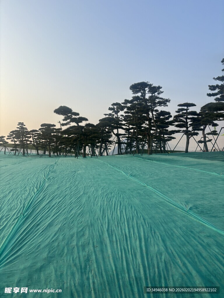 绿色田野与远处树木景观