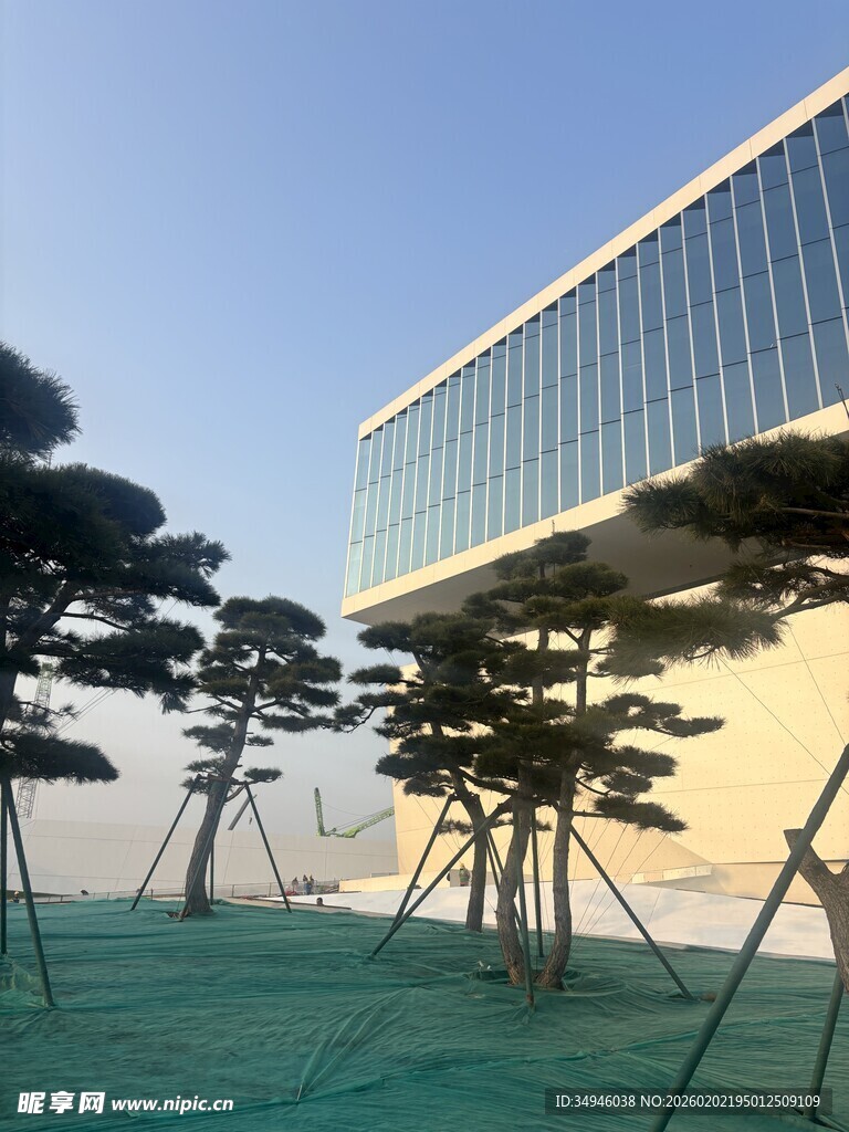 现代建筑旁的造型松树