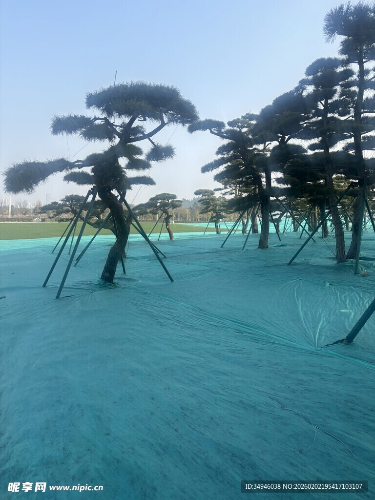 蓝幕场地中的造型树木