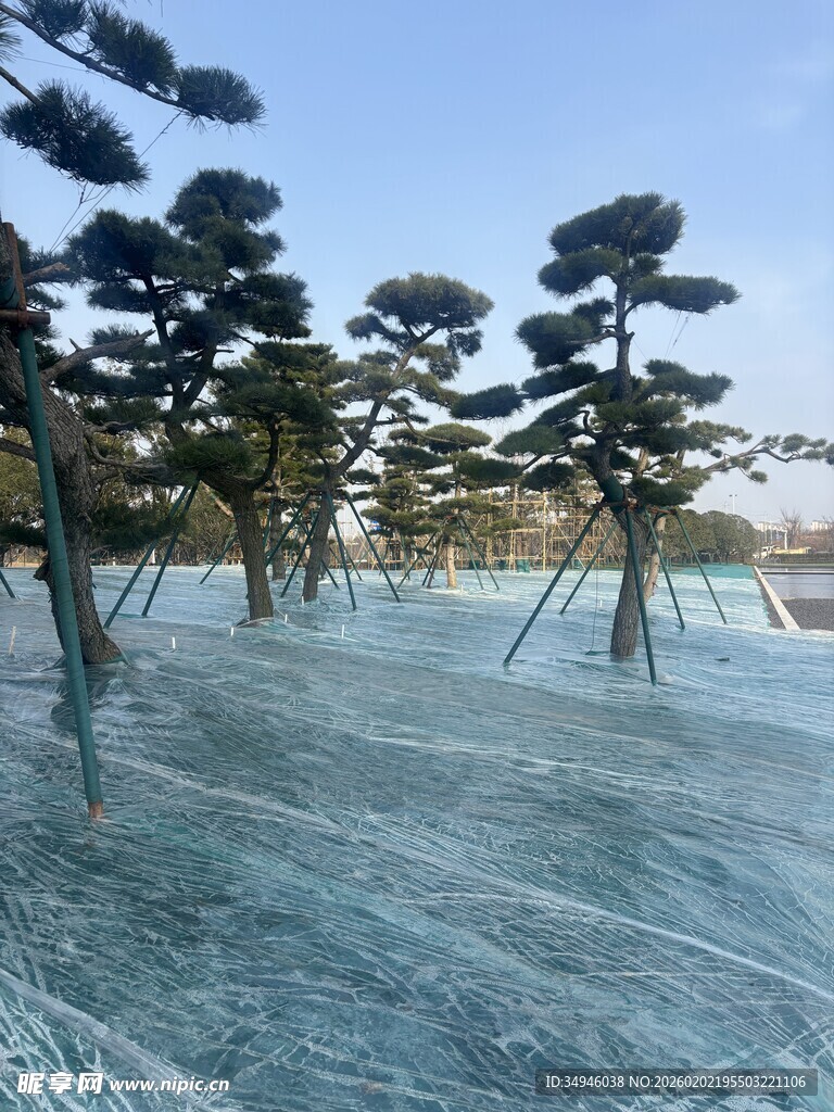 园林景观中造型独特的松树