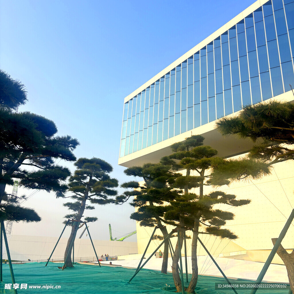 现代建筑旁的造型松树