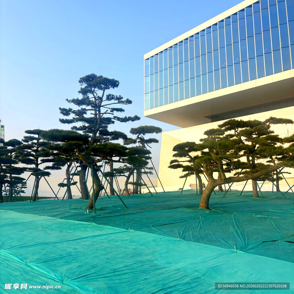 现代建筑旁的翠绿景观树