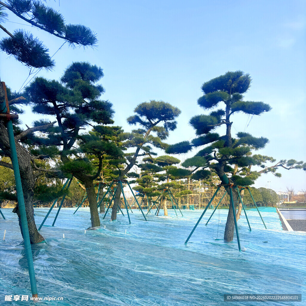 冬日园林中的造型松树景