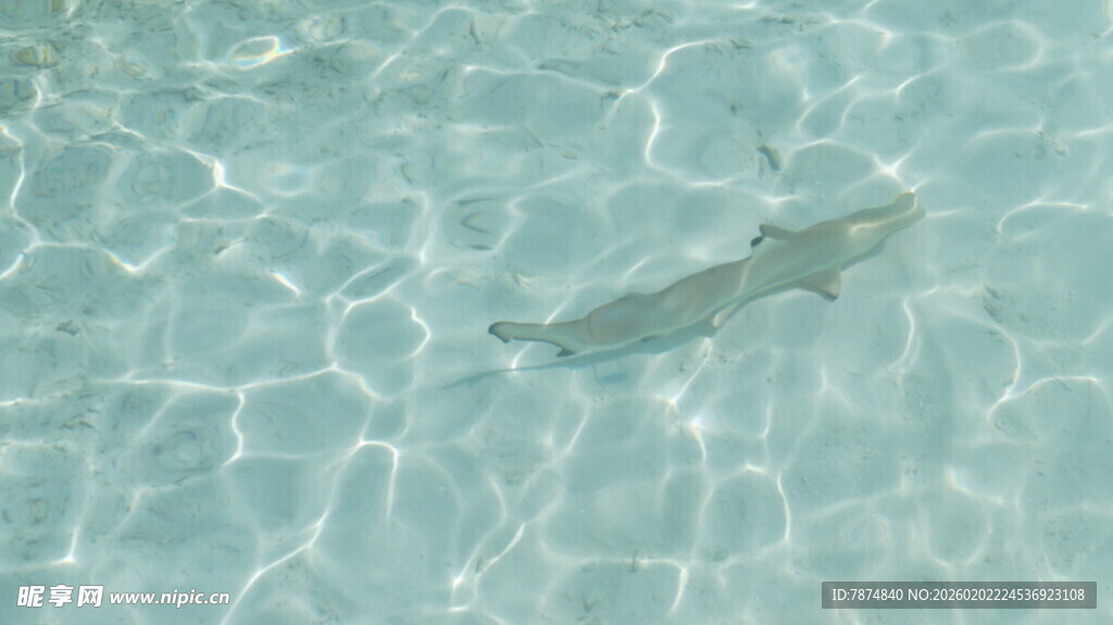 清澈水中的游动小鱼