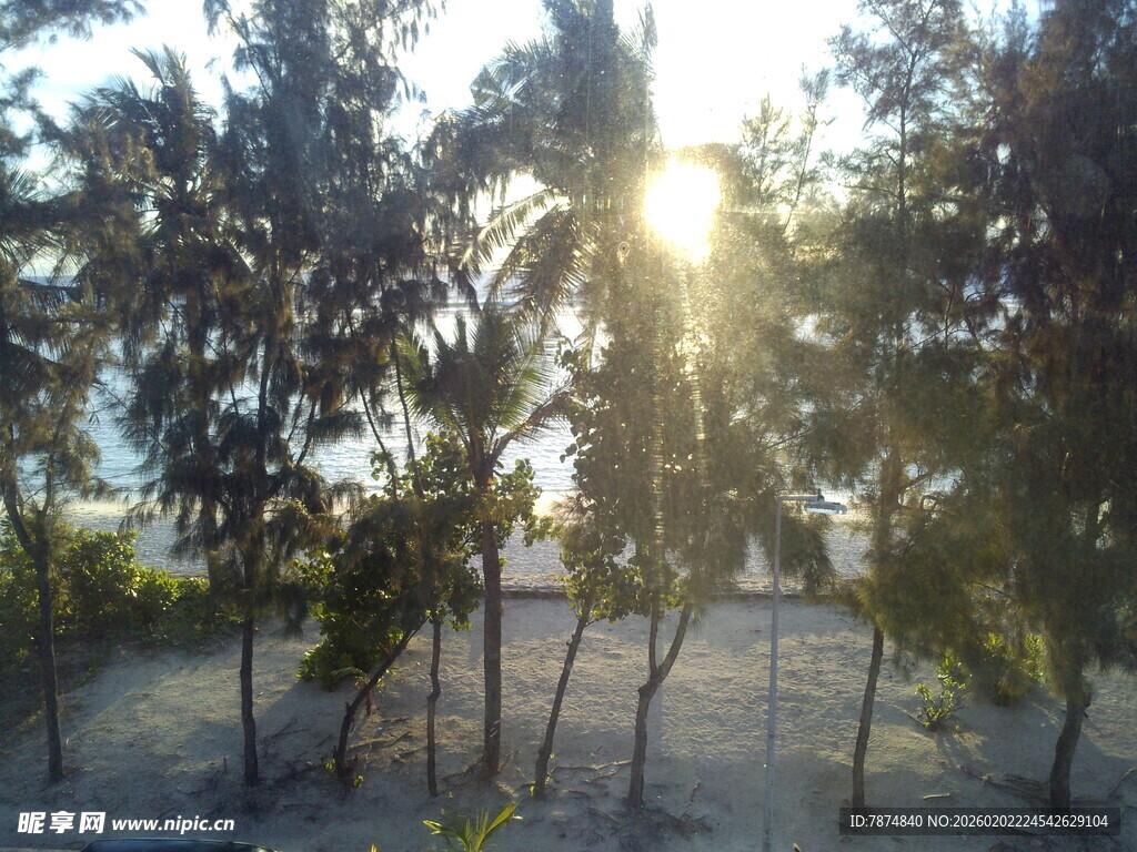 阳光照耀下的椰林美景