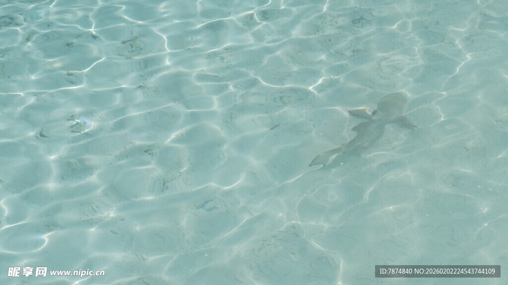 清澈海水中的游动小鱼