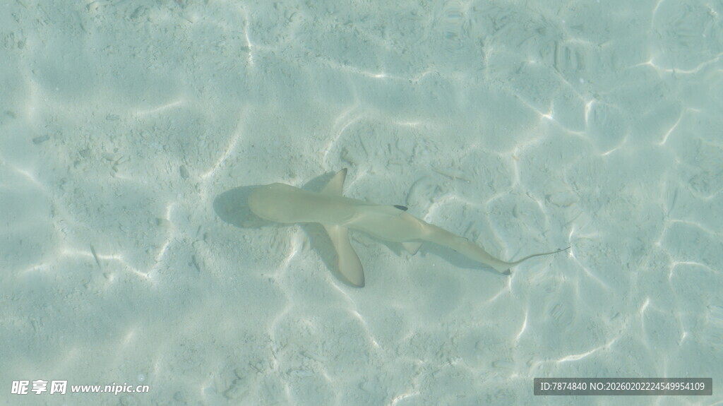 水中游动的小鲨鱼