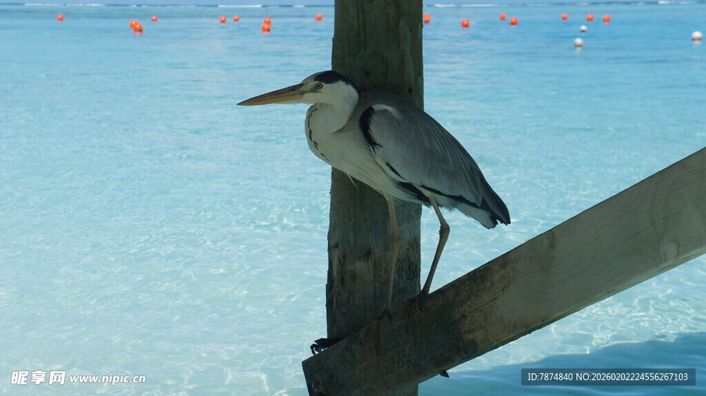 栖息于木杆的灰鹭