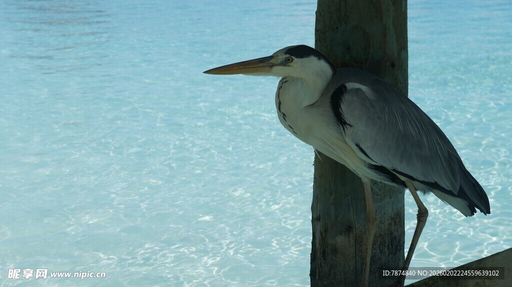 水边栖息的灰鹭