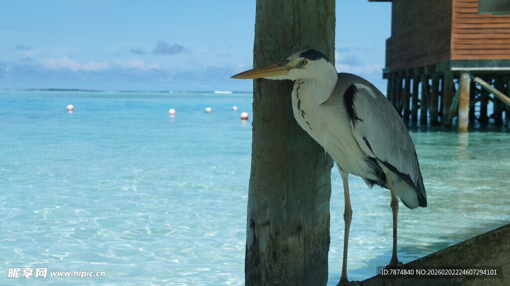 水边鹭鸟立于木柱