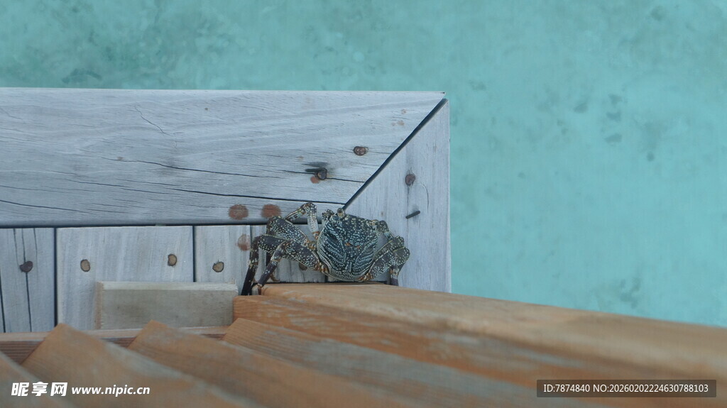 木质地板搭配绿植与墙景