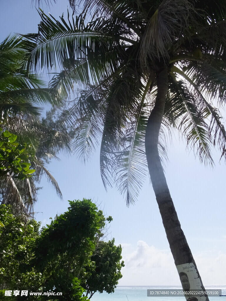 海边挺拔的椰子树