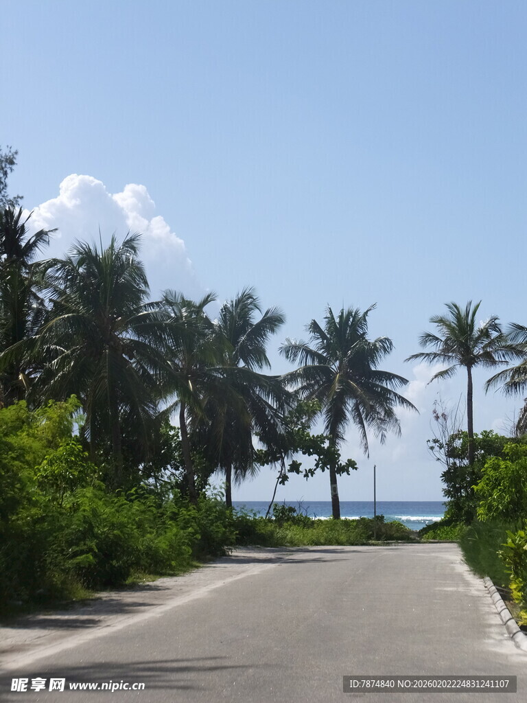 海滨椰林旁的宁静之路