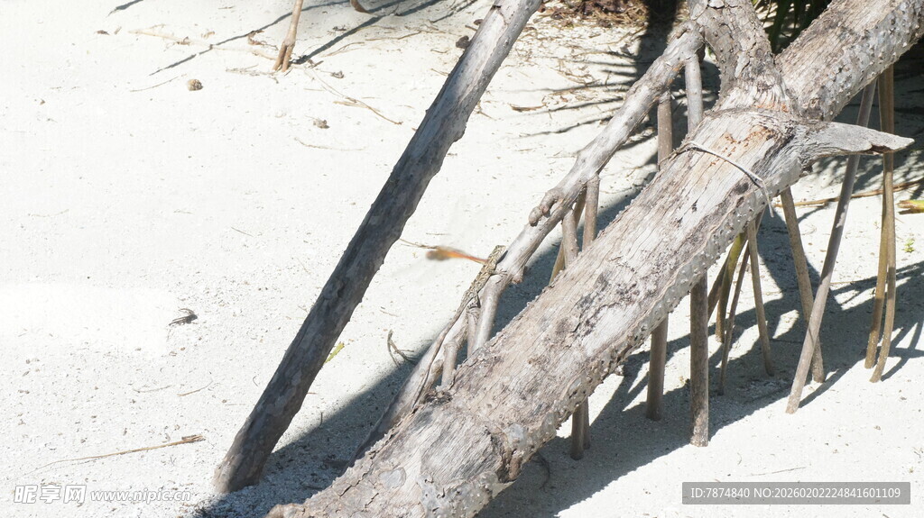 沙滩上的枯树枝
