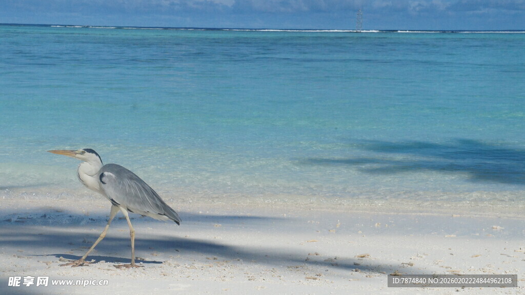 海滩上的孤鹭