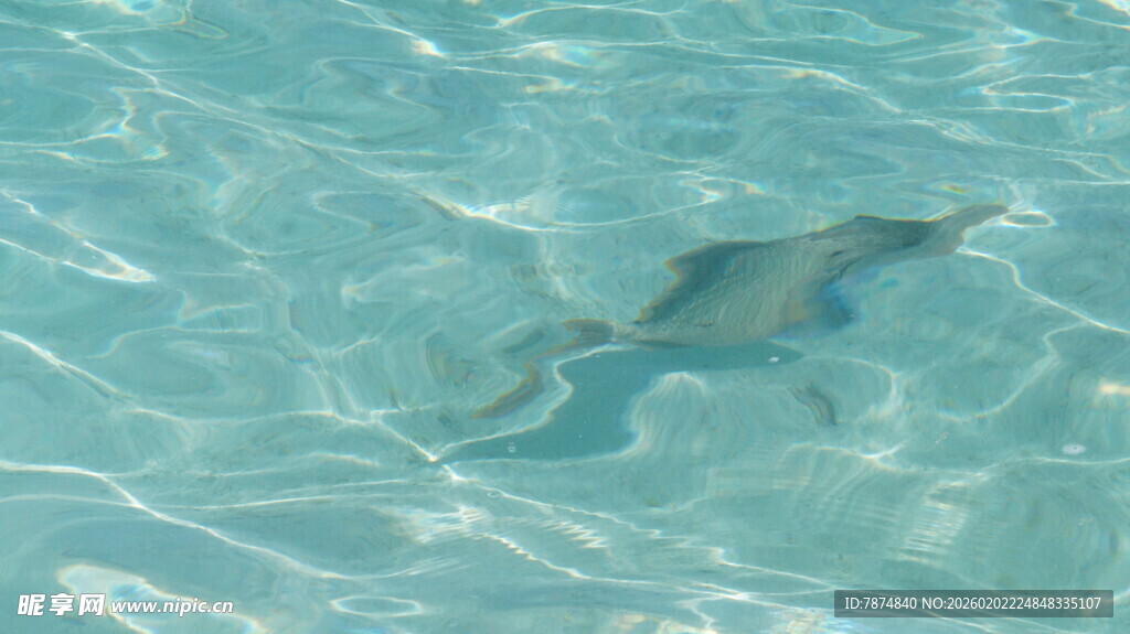 海中畅游的灵动海豚