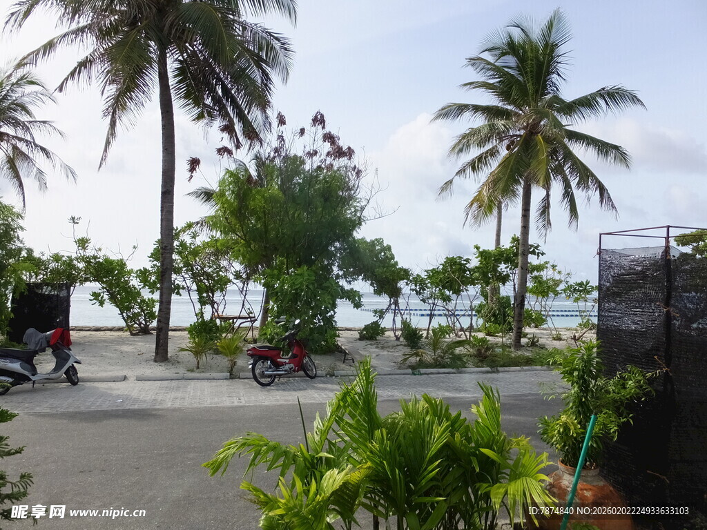 海边椰树下的休闲景致