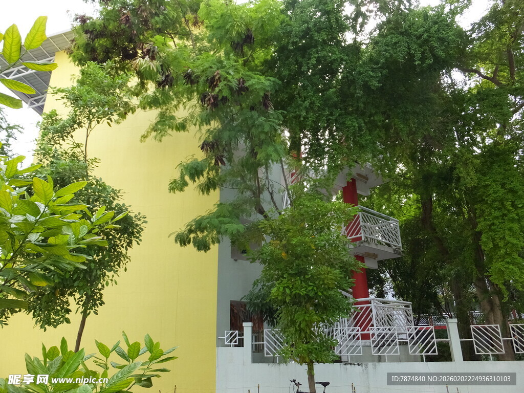 黄墙旁繁茂绿植景观