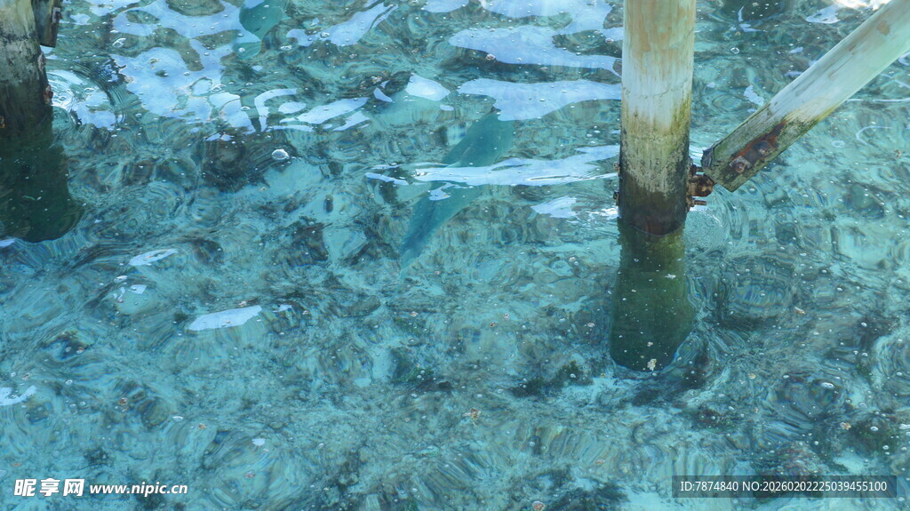 水下木桩与游动小鱼