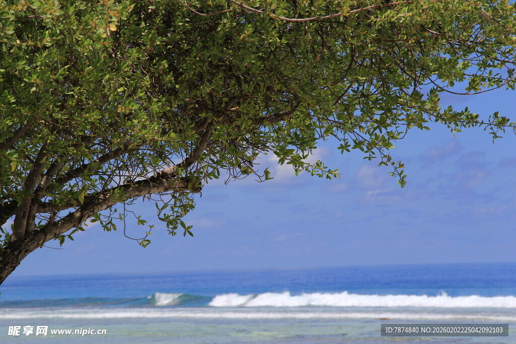海边绿荫下的蔚蓝景致