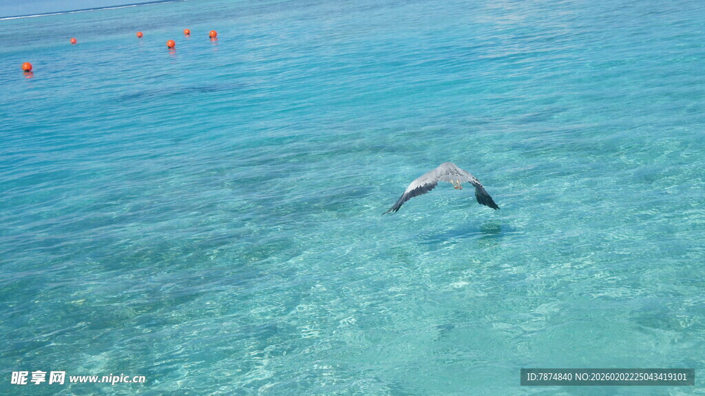 海面上飞翔的海鸥