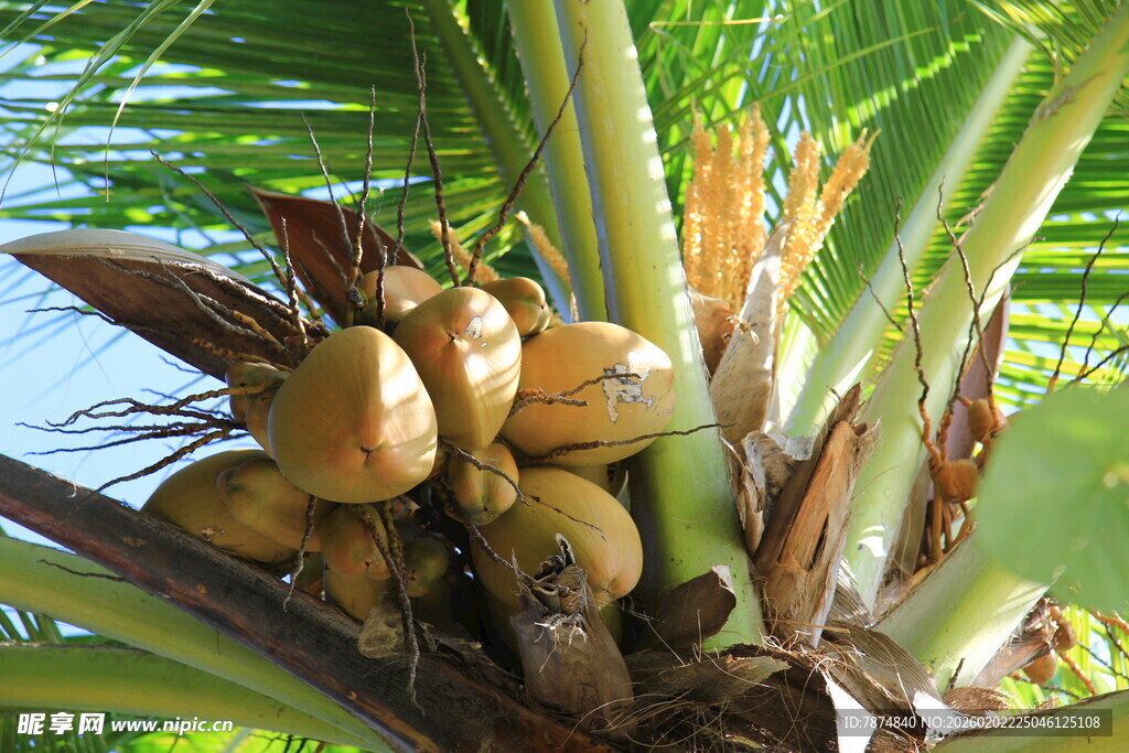 椰树上的饱满椰子果实