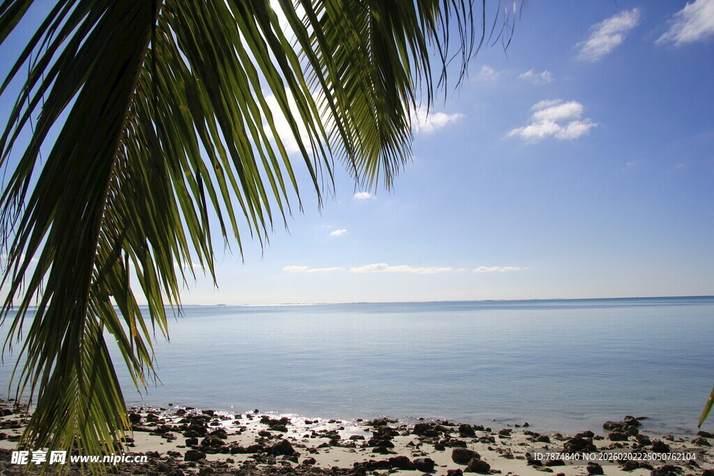 海边椰树风景