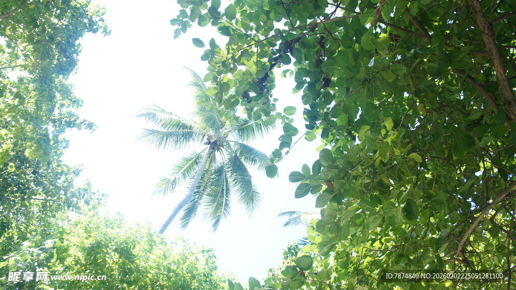 阳光透过繁茂绿树景象