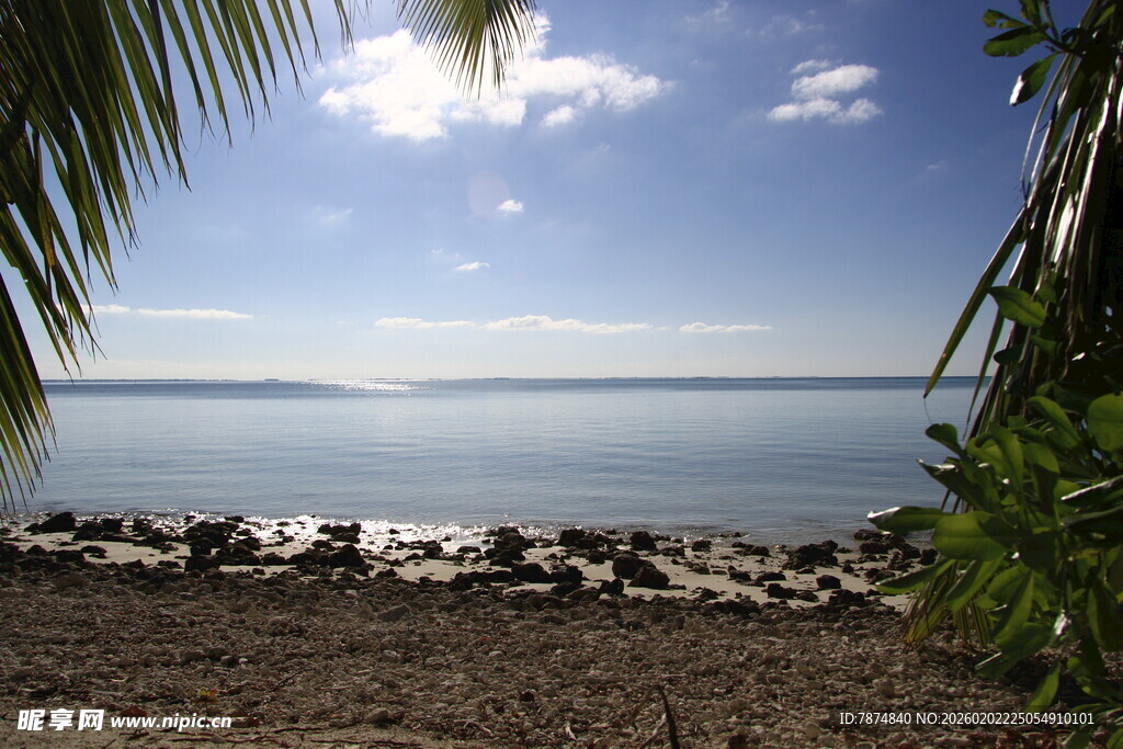 海边风光 椰树相伴的宁静