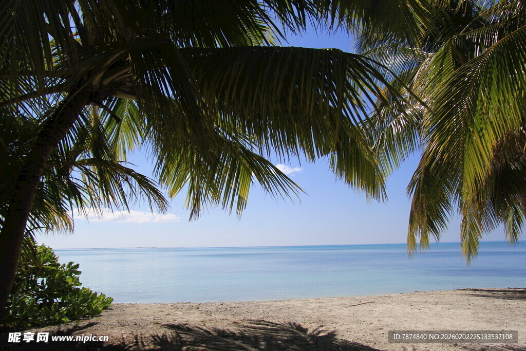 热带海滩 棕榈树下的海景