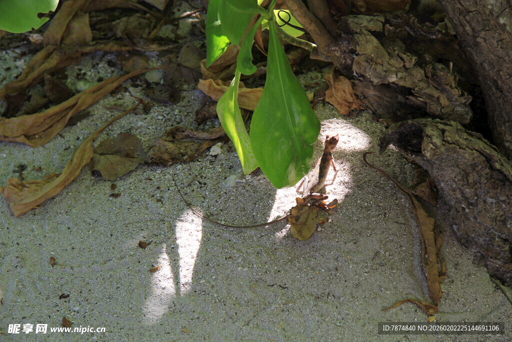 绿叶下的小蘑菇