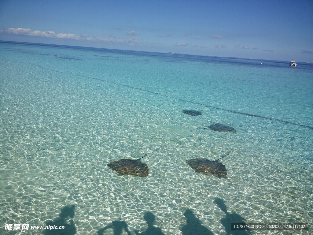 清澈海水中的几只海龟