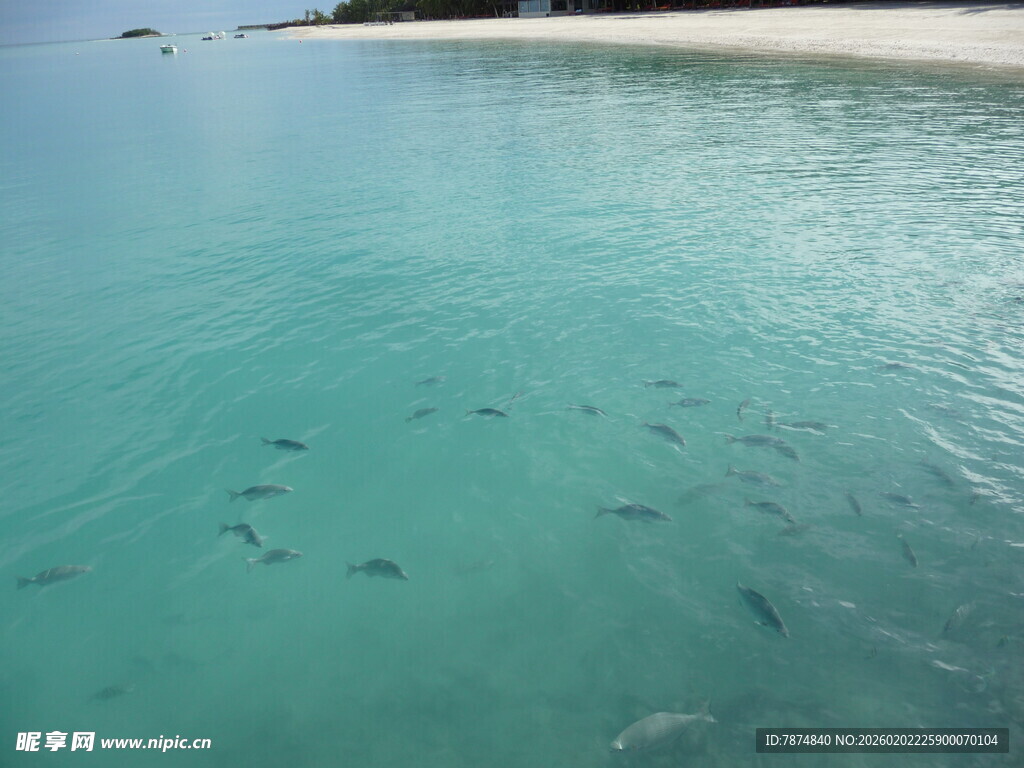 清澈海水中的群鱼游动
