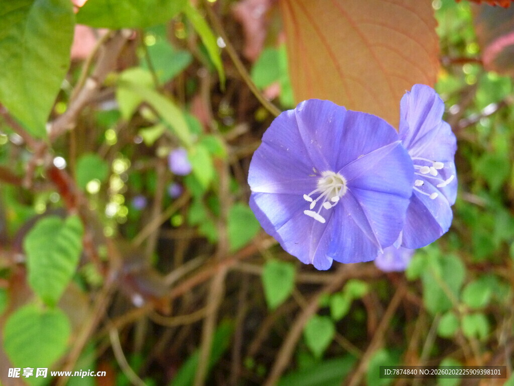 蓝紫色牵牛花绽放于绿叶间