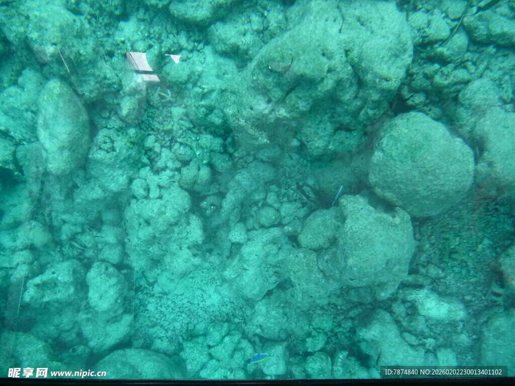 海底珊瑚景观