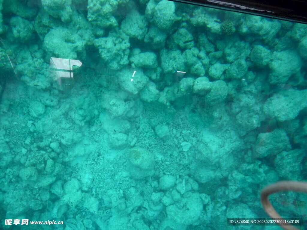 海底珊瑚景观