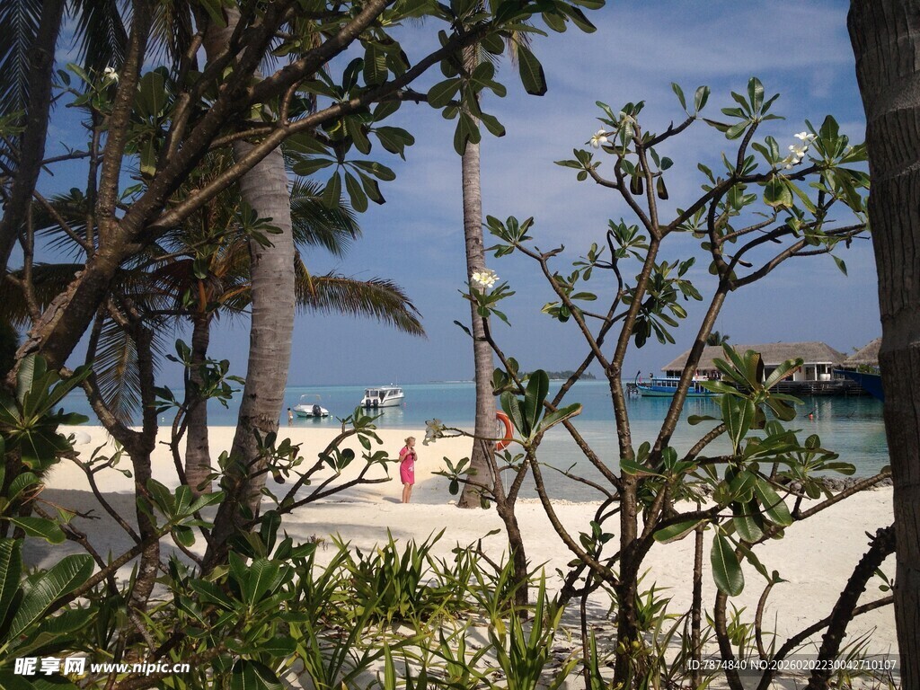 透过枝叶看海滨风光