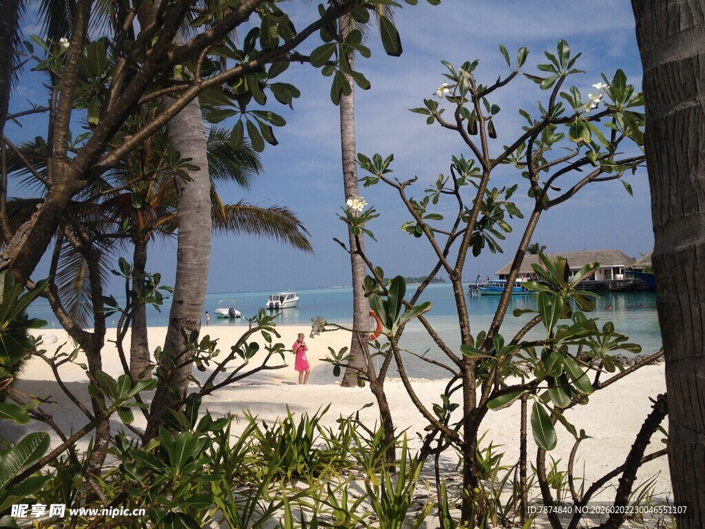 透过枝叶看海边美景