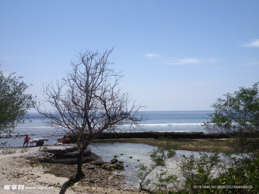 海边枯树与宁静水面景象