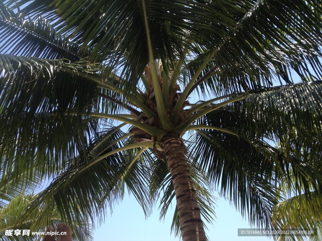 仰视下的繁茂椰子树