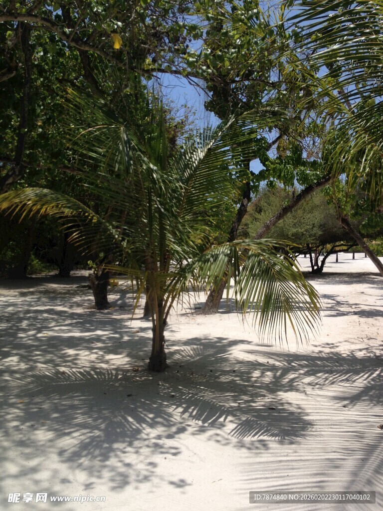 热带沙滩上的葱郁棕榈树