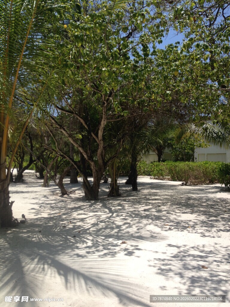 沙滩上的繁茂绿树景观